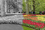 Keukenhof